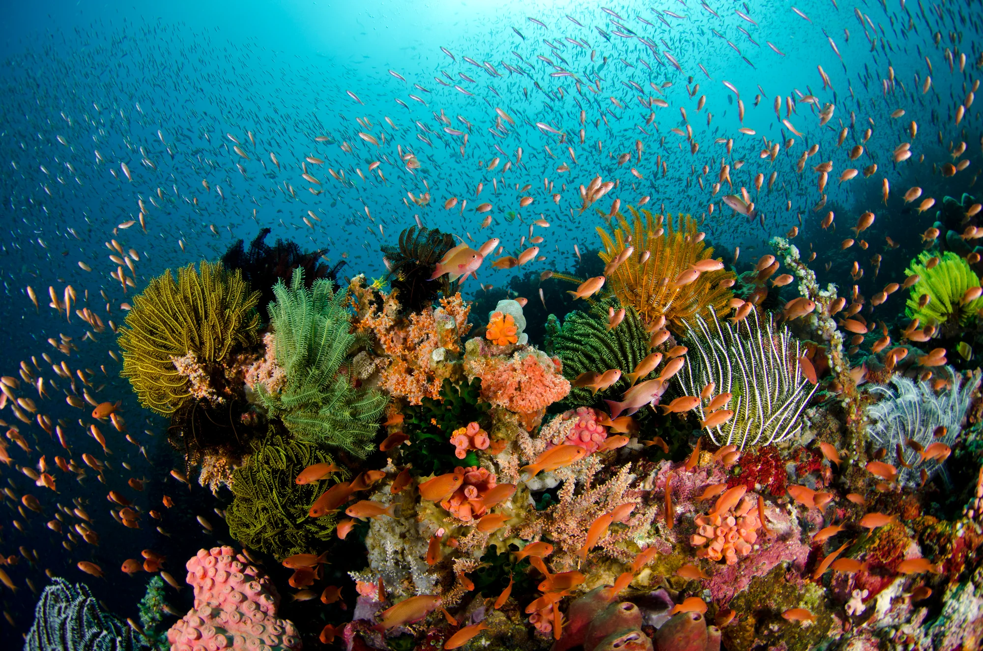 Master the Art of Underwater Imaging